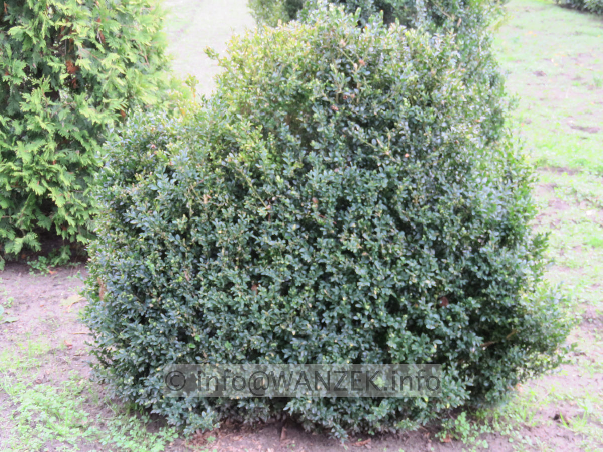 Buchsbaum Wandscheibe Heckenelement.JPG